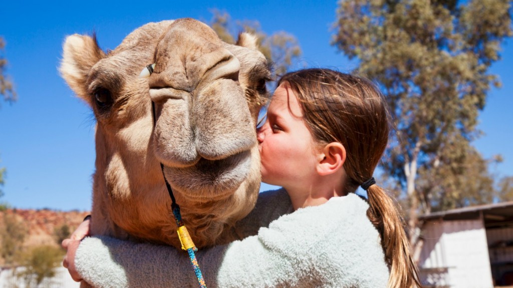 Give your camel and thank you hug!
