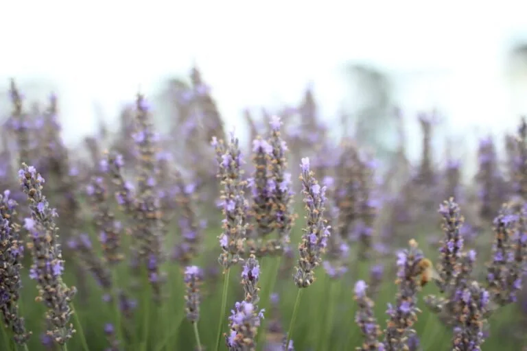 Lavender flowers in bloom at Ashburton, with purple blooms and green stems.
