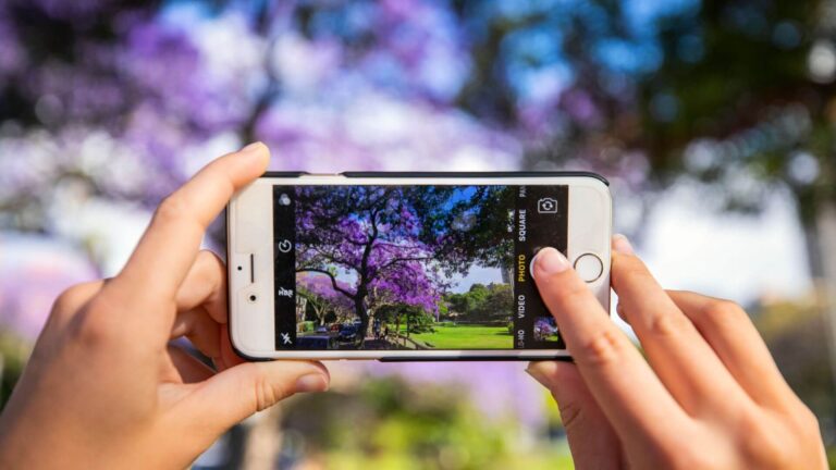 Taking a picture of a purple flowering tree. A closeup of a phone that has the image crisp and in focus about to take the shot. In the background we see a blurred version what we see in the camera.
