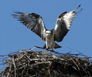 Eastern Osprey one of the gallery images on the Kangaroo Island portal
