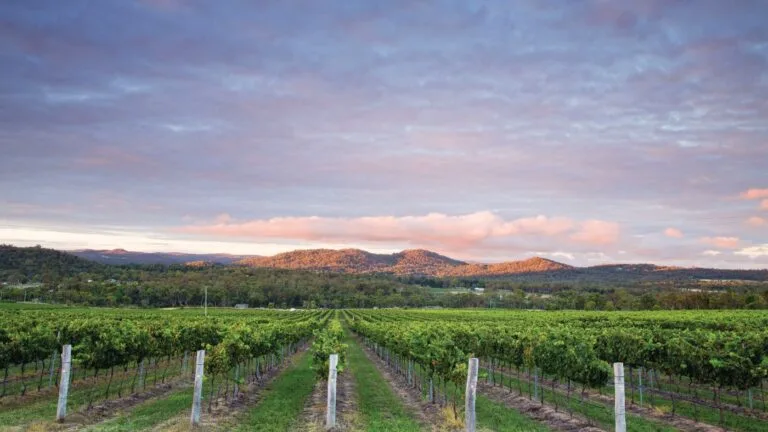 Vineyard rows extending toward forested hills at dawn, Granite Belt region Queensland.