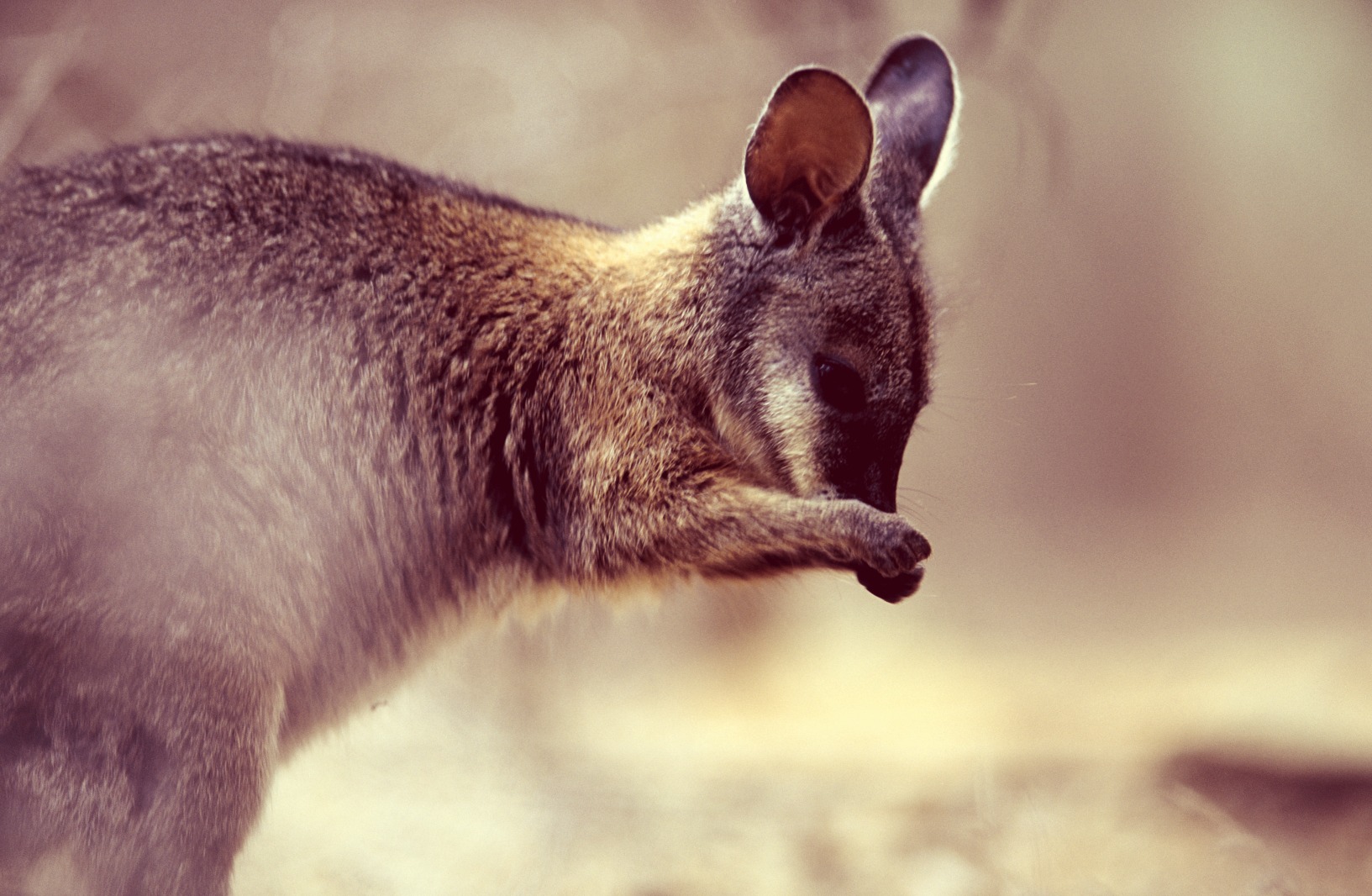 Kangaroo Island tourism operators can access images from the industry portal and do their own content marketing