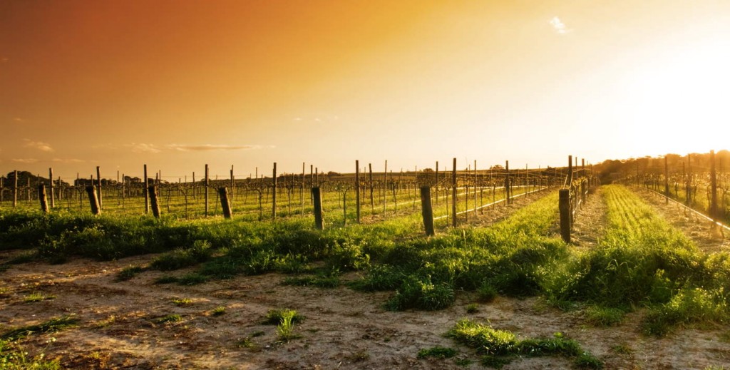 Vineyard in the Barossa Valley