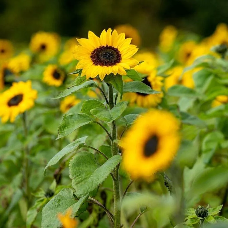 Sunflower with dark centre and green leaves in a field of blooming sunflowers.