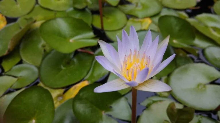 Purple and white water lily bloom with yellow stamens among green lily pads.